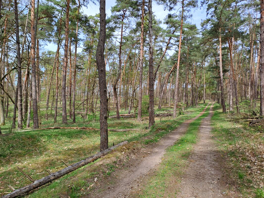 Lakšárska Nová Ves, 8.4.2024
Zalesněná duna u Červeného rybníka.
Keywords: Záhorie Lakšárska Nová Ves Červený rybník Ampedus praeustus sanguineus Menephilus cylindricus Rhysodes sulcatus