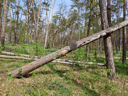 Lakšárska Nová Ves, 8.4.2024
Zalesněná duna u Červeného rybníka.
Keywords: Záhorie Lakšárska Nová Ves Červený rybník Ampedus sanguineus Lacon lepidopterus Menephilus cylindricus