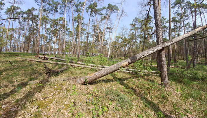 Lakšárska Nová Ves, 8.4.2024
Zalesněná duna u Červeného rybníka.
Schlüsselwörter: Záhorie Lakšárska Nová Ves Červený rybník Lacon lepidopterus Menephilus cylindricus