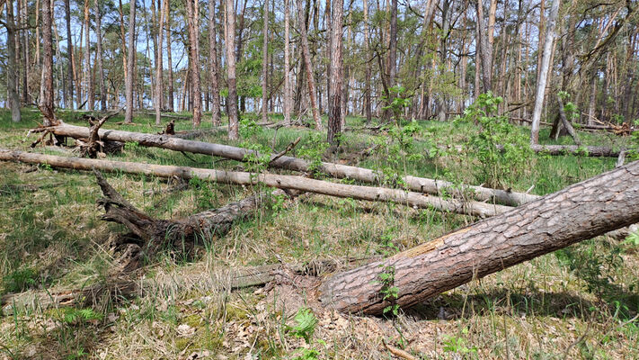 Lakšárska Nová Ves, 8.4.2024
Zalesněná duna u Červeného rybníka.
Klíčová slova: Záhorie Lakšárska Nová Ves Červený rybník Lacon lepidopterus Menephilus cylindricus