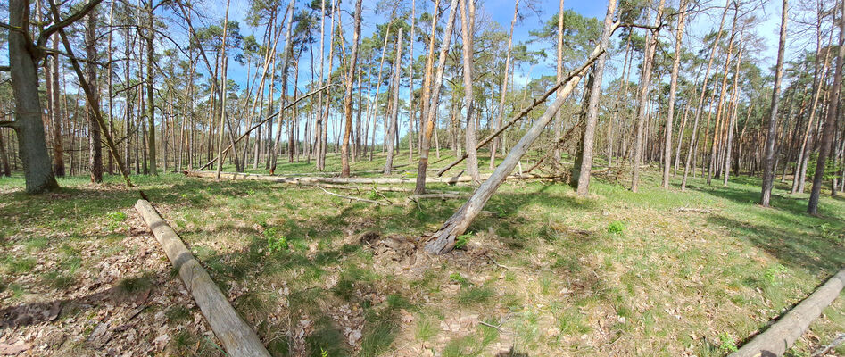 Lakšárska Nová Ves, 8.4.2024
Zalesněná duna u Červeného rybníka.
Keywords: Záhorie Lakšárska Nová Ves Červený rybník Lacon lepidopterus Menephilus cylindricus