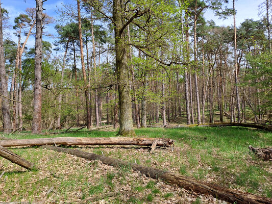 Lakšárska Nová Ves, 8.4.2024
Zalesněná duna u Červeného rybníka.
Keywords: Záhorie Lakšárska Nová Ves Červený rybník Dicronychus testaceus Prosternon tessellatum Ampedus sinuatus Cardiophorus discicollis nigerrimus