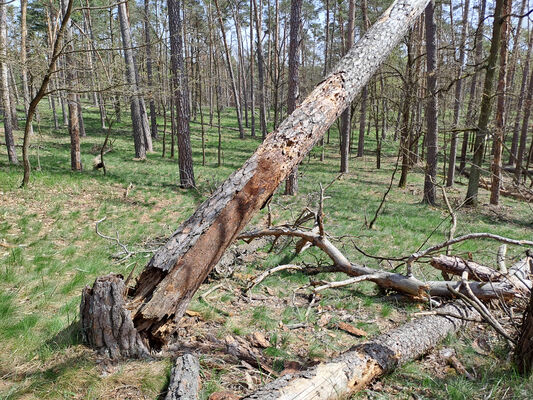 Lakšárska Nová Ves, 8.4.2024
Zalesněná duna u Červeného rybníka. Biotop kornatce Peltis grossa.
Schlüsselwörter: Záhorie Lakšárska Nová Ves Červený rybník Peltis grossa