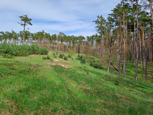 Lakšárska Nová Ves, 8.4.2024
Duna mezi Červeným rybníkem a Zelienkou.
Keywords: Záhorie Lakšárska Nová Ves Červený rybník Zelienka