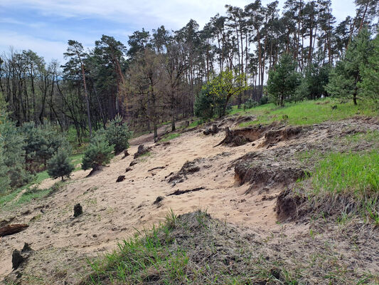 Lakšárska Nová Ves, 8.4.2024
Volné písky na duně mezi Červeným rybníkem a Zelienkou.
Keywords: Záhorie Lakšárska Nová Ves Červený rybník Zelienka Dicronychus equisetioides