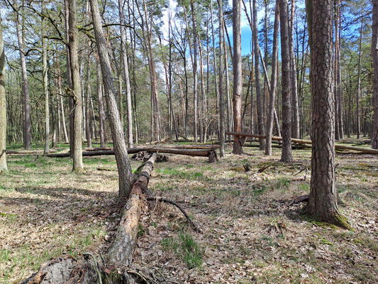 Lakšárska Nová Ves, 8.4.2024
Zelienka.
Keywords: Záhorie Lakšárska Nová Ves Zelienka Rhysodes sulcatus Stenagostus rhombeus Menephilus cylindricus