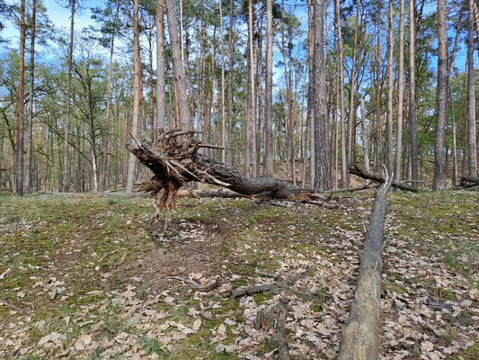 Lakšárska Nová Ves, 8.4.2024
Vrch Na háji.
Keywords: Záhorie Lakšárska Nová Ves Zelienka vrch Na háji Lacon lepidopterus Menephilus cylindricus