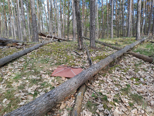 Lakšárska Nová Ves, 8.4.2024
Vrch Na háji.
Klíčová slova: Záhorie Lakšárska Nová Ves Zelienka vrch Na háji Lacon lepidopterus Stenagostus rhombeus Menephilus cylindricus