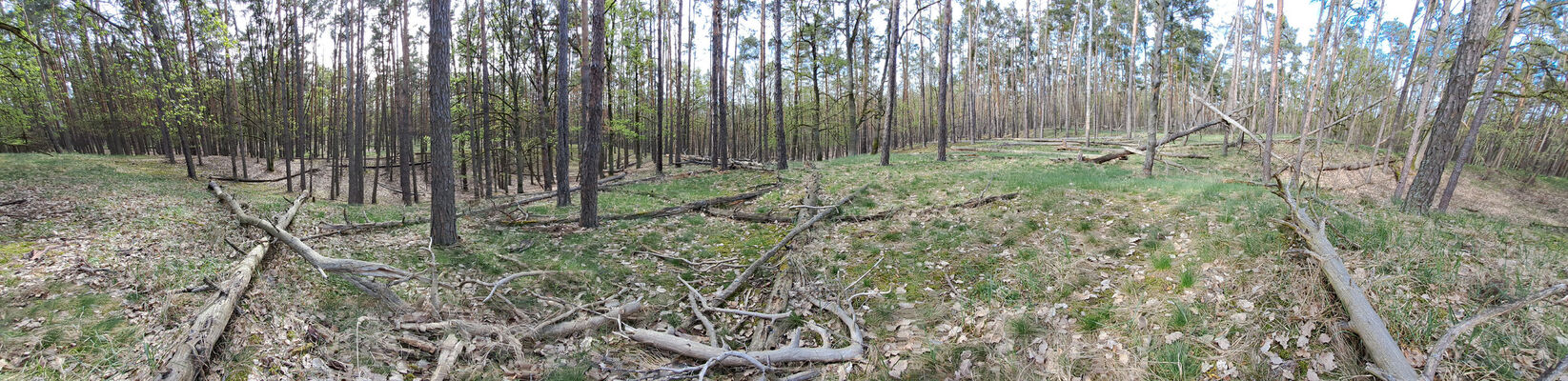 Lakšárska Nová Ves, 8.4.2024
Vrch Na háji.
Schlüsselwörter: Záhorie Lakšárska Nová Ves Zelienka vrch Na háji Lacon lepidopterus Menephilus cylindricus