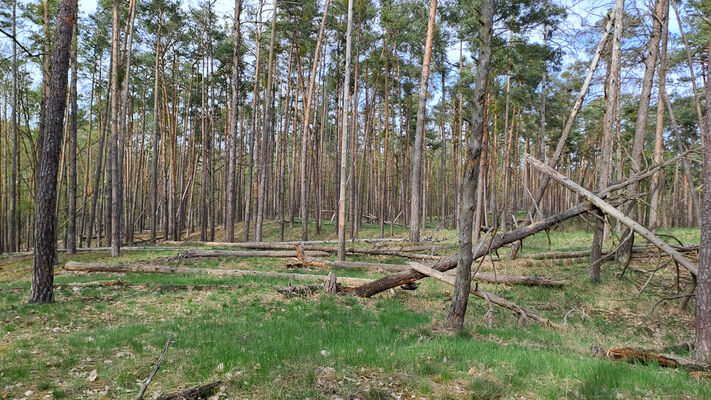 Lakšárska Nová Ves, 8.4.2024
Vrch Na háji.
Keywords: Záhorie Lakšárska Nová Ves Zelienka vrch Na háji Lacon lepidopterus Menephilus cylindricus