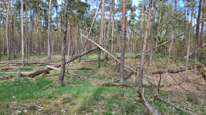 Lakšárska Nová Ves, 8.4.2024
Vrch Na háji.
Schlüsselwörter: Záhorie Lakšárska Nová Ves Zelienka vrch Na háji Lacon lepidopterus Menephilus cylindricus Ampedus praeustus