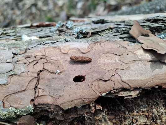 Lakšárska Nová Ves, 8.4.2024
Vrch Na háji. Kovařík Lacon lepidopterus.
Klíčová slova: Záhorie Lakšárska Nová Ves Zelienka vrch Na háji Lacon lepidopterus