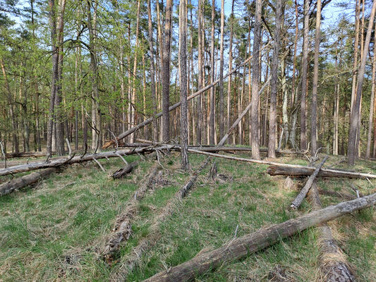 Lakšárska Nová Ves, 8.4.2024
Vrch Na háji.
Mots-clés: Záhorie Lakšárska Nová Ves Zelienka vrch Na háji Lacon lepidopterus Menephilus cylindricus Ampedus cinnabarinus praeustus