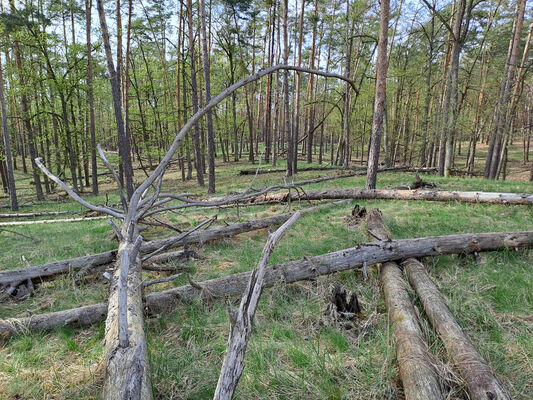 Lakšárska Nová Ves, 8.4.2024
Vrch Na háji.
Keywords: Záhorie Lakšárska Nová Ves Zelienka vrch Na háji Lacon lepidopterus Menephilus cylindricus Ampedus cinnabarinus praeustus