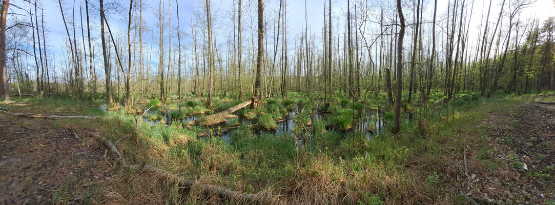 Lakšárska Nová Ves, 8.4.2024
Zelienka - slatinné rašeliniště s prírodním jezírkem a rozsáhlými původními porosty olše (Alnus glutinosa).
Klíčová slova: Záhorie Lakšárska Nová Ves Zelienka