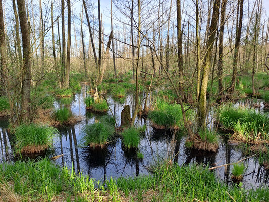 Lakšárska Nová Ves, 8.4.2024
Zelienka - slatinné rašeliniště s prírodním jezírkem a rozsáhlými původními porosty olše (Alnus glutinosa).
Keywords: Záhorie Lakšárska Nová Ves Zelienka