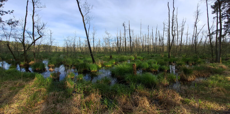 Lakšárska Nová Ves, 8.4.2024
Zelienka - slatinné rašeliniště s prírodním jezírkem a rozsáhlými původními porosty olše (Alnus glutinosa).
Mots-clés: Záhorie Lakšárska Nová Ves Zelienka