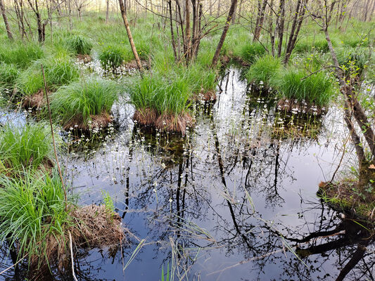 Lakšárska Nová Ves, 8.4.2024
Zelienka - slatinné rašeliniště s prírodním jezírkem a rozsáhlými původními porosty olše (Alnus glutinosa).
Schlüsselwörter: Záhorie Lakšárska Nová Ves Zelienka