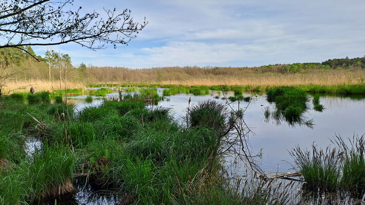 Lakšárska Nová Ves, 8.4.2024
Zelienka - slatinné rašeliniště s prírodním jezírkem a rozsáhlými původními porosty olše (Alnus glutinosa).
Mots-clés: Záhorie Lakšárska Nová Ves Zelienka