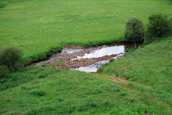 Acebedo, La Uña, 18.6.2005
Rio Esla - biotop kovaříků Selatosomus hispanicus.
Keywords: province of León Castile and León Acebedo La Una Rio Esla Selatosomus aeneus hispanicus