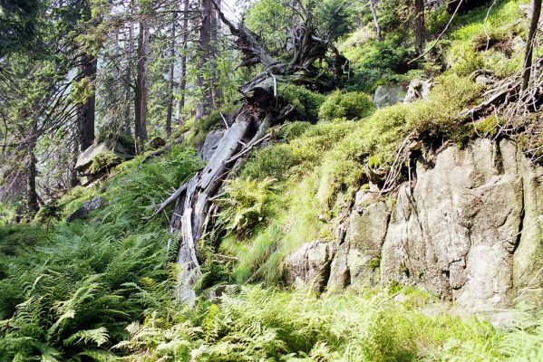 Krkonoše, Labský důl, 17.8.2002
Smrčina v Labské rokli.
Klíčová slova: Krkonoše Labský důl Labská rokle