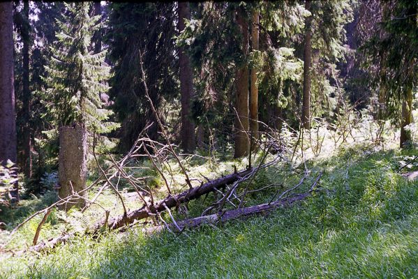 Krkonoše, Labský důl, 17.8.2002
Smrčina v Labské rokli.


Klíčová slova: Krkonoše Labský důl Labská rokle