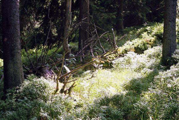 Krkonoše, Labský důl, 17.8.2002
Smrčina v Labské rokli.



Klíčová slova: Krkonoše Labský důl Labská rokle