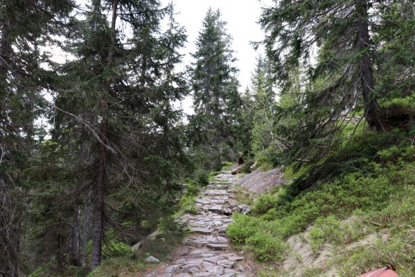 Špindlerův Mlýn, 7.6.2021
Krkonoše, Labský důl, Labská rokle.
Klíčová slova: Špindlerův Mlýn Krkonoše Labský důl Labská rokle Sericus subaeneus Liotrichus affinis