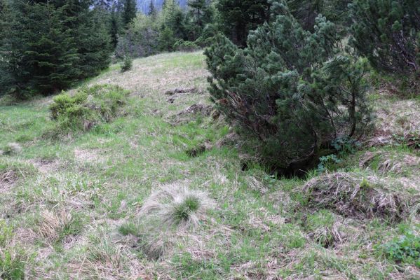 Špindlerův Mlýn, 7.6.2021
Krkonoše, Labský důl pod Labskou roklí.
Klíčová slova: Špindlerův Mlýn Krkonoše Labský důl