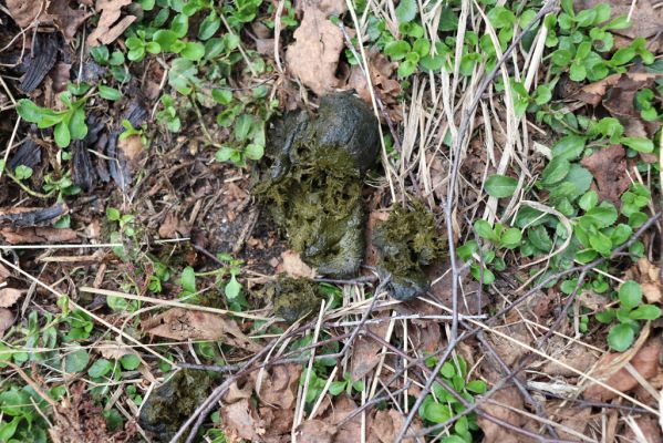 Špindlerův Mlýn, 7.6.2021
Krkonoše, Labský důl pod Labskou roklí. Jelení trus osídlený hnojníky Acrossus depressus a Agoliinus piceus.
Klíčová slova: Špindlerův Mlýn Krkonoše Labský důl Acrossus depressus Agoliinus piceus