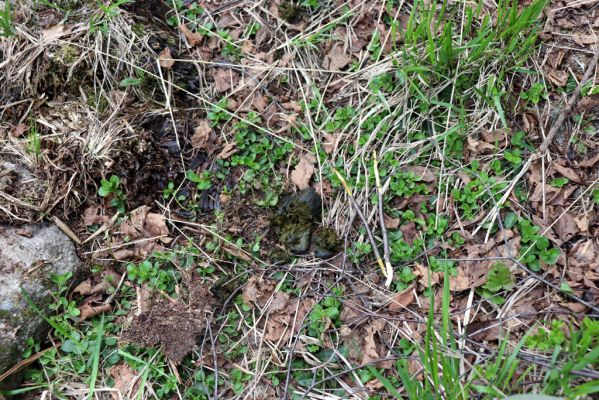 Špindlerův Mlýn, 7.6.2021
Krkonoše, Labský důl pod Labskou roklí. Jelení trus osídlený hnojníky Acrossus depressus a Agoliinus piceus.
Klíčová slova: Špindlerův Mlýn Krkonoše Labský důl Acrossus depressus Agoliinus piceus