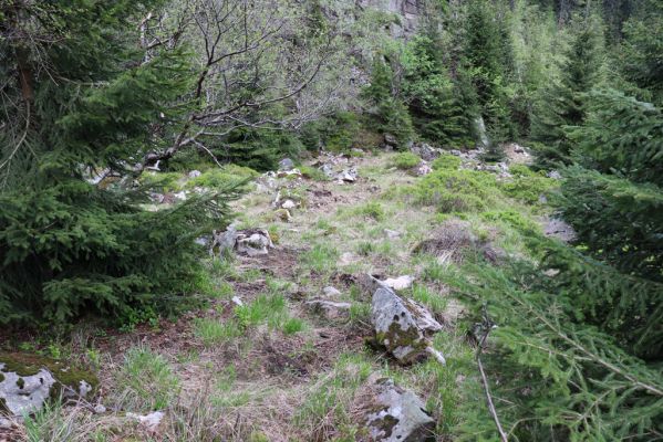 Špindlerův Mlýn, 7.6.2021
Krkonoše, Labský důl pod Labskou roklí.
Klíčová slova: Špindlerův Mlýn Krkonoše Labský důl