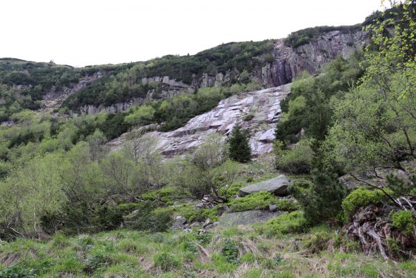 Špindlerův Mlýn, 7.6.2021
Krkonoše, Labský důl pod Labskou roklí.
Mots-clés: Špindlerův Mlýn Krkonoše Labský důl