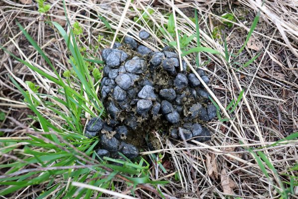 Špindlerův Mlýn, 7.6.2021
Krkonoše, Labský důl pod Labskou roklí. Jelení trus osídlený hnojníky Acrossus depressus a Agoliinus piceus.
Keywords: Špindlerův Mlýn Krkonoše Labský důl Acrossus depressus Agoliinus piceus