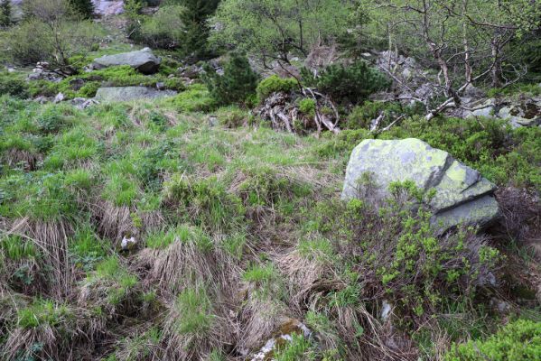 Špindlerův Mlýn, 7.6.2021
Krkonoše, Labský důl pod Labskou roklí.
Keywords: Špindlerův Mlýn Krkonoše Labský důl Aplotarsus incanus
