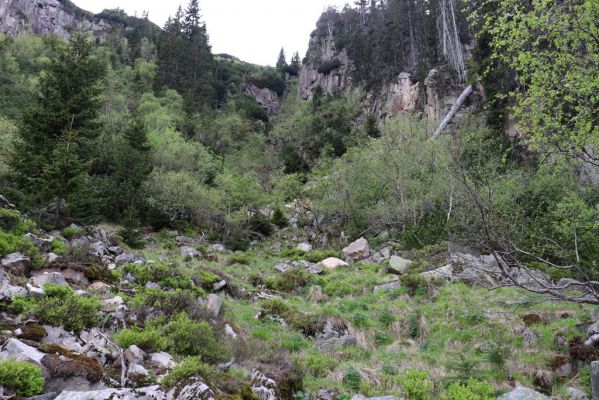 Špindlerův Mlýn, 7.6.2021
Krkonoše, Labský důl pod Labskou roklí.
Klíčová slova: Špindlerův Mlýn Krkonoše Labský důl Aplotarsus incanus