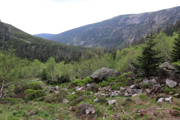 Špindlerův Mlýn, 7.6.2021
Krkonoše, Labský důl pod Labskou roklí.
Mots-clés: Špindlerův Mlýn Krkonoše Labský důl