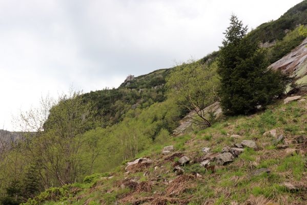 Špindlerův Mlýn, 7.6.2021
Krkonoše, Labský důl pod Labskou roklí.
Mots-clés: Špindlerův Mlýn Krkonoše Labský důl