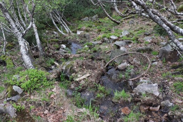 Špindlerův Mlýn, 7.6.2021
Krkonoše, Labský důl pod Labskou roklí. 
Klíčová slova: Špindlerův Mlýn Krkonoše Labský důl