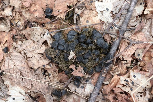 Špindlerův Mlýn, 7.6.2021
Krkonoše, Labský důl pod Labskou roklí. Jelení trus osídlený hnojníky Arilinus convexus.
Klíčová slova: Špindlerův Mlýn Krkonoše Labský důl Arilinus convexus