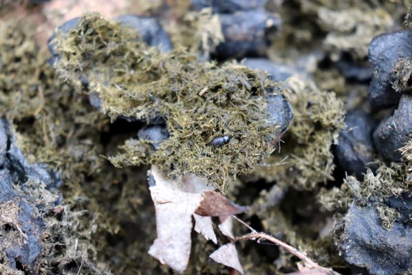 Špindlerův Mlýn, 7.6.2021
Krkonoše, Labský důl pod Labskou roklí. Jelení trus osídlený hnojníky Arilinus convexus.
Klíčová slova: Špindlerův Mlýn Krkonoše Labský důl Arilinus convexus