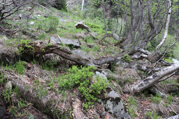 Špindlerův Mlýn, 7.6.2021
Krkonoše, Labský důl pod Labskou roklí.
Schlüsselwörter: Špindlerův Mlýn Krkonoše Labský důl