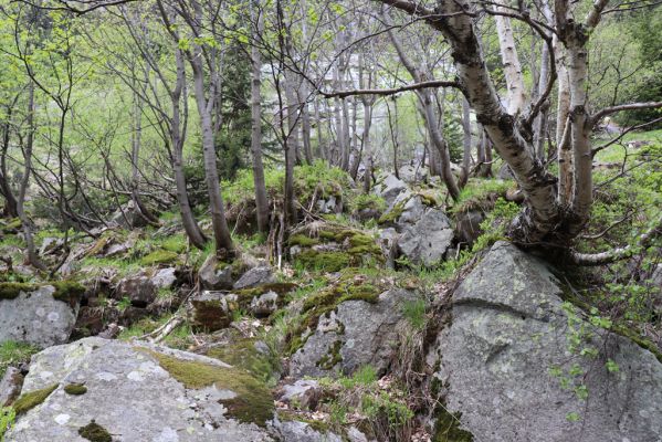 Špindlerův Mlýn, 7.6.2021
Krkonoše, Labský důl pod Labskou roklí.
Klíčová slova: Špindlerův Mlýn Krkonoše Labský důl