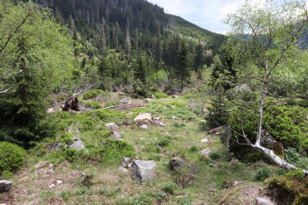 Špindlerův Mlýn, 7.6.2021
Krkonoše, Labský důl pod Labskou roklí.
Klíčová slova: Špindlerův Mlýn Krkonoše Labský důl Aplotarsus incanus