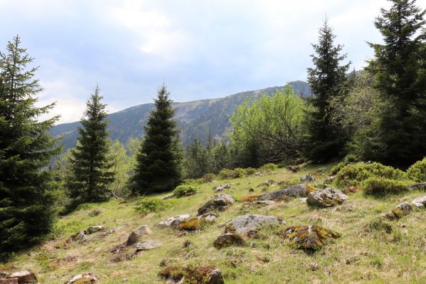 Špindlerův Mlýn, 7.6.2021
Krkonoše, Labský důl pod Labskou roklí.
Keywords: Špindlerův Mlýn Krkonoše Labský důl