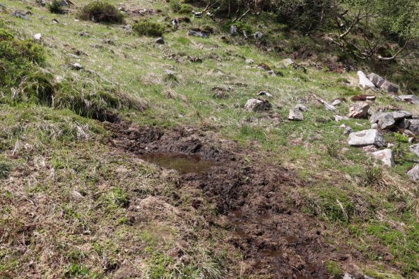 Špindlerův Mlýn, 7.6.2021
Krkonoše, Labský důl pod Labskou roklí.
Klíčová slova: Špindlerův Mlýn Krkonoše Labský důl