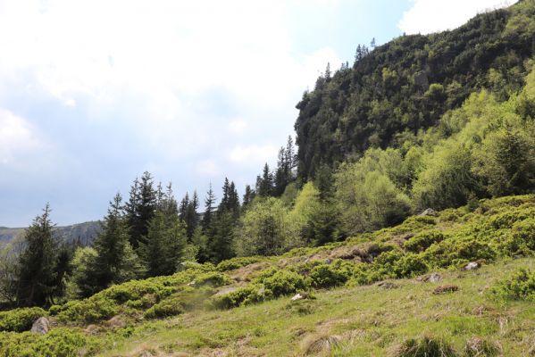 Špindlerův Mlýn, 7.6.2021
Krkonoše, Labský důl pod Labskou roklí.
Keywords: Špindlerův Mlýn Krkonoše Labský důl