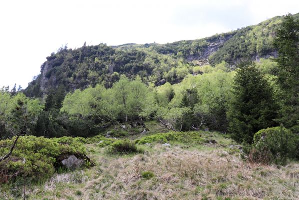 Špindlerův Mlýn, 7.6.2021
Krkonoše, Labský důl pod Labskou roklí.
Klíčová slova: Špindlerův Mlýn Krkonoše Labský důl Aplotarsus incanus