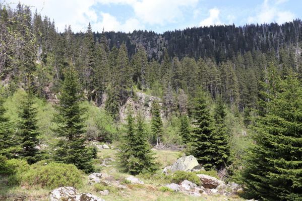 Špindlerův Mlýn, 7.6.2021
Krkonoše, Labský důl pod Labskou roklí.
Mots-clés: Špindlerův Mlýn Krkonoše Labský důl