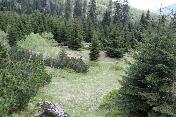 Špindlerův Mlýn, 7.6.2021
Krkonoše, Labský důl pod Labskou roklí.
Klíčová slova: Špindlerův Mlýn Krkonoše Labský důl Aplotarsus incanus